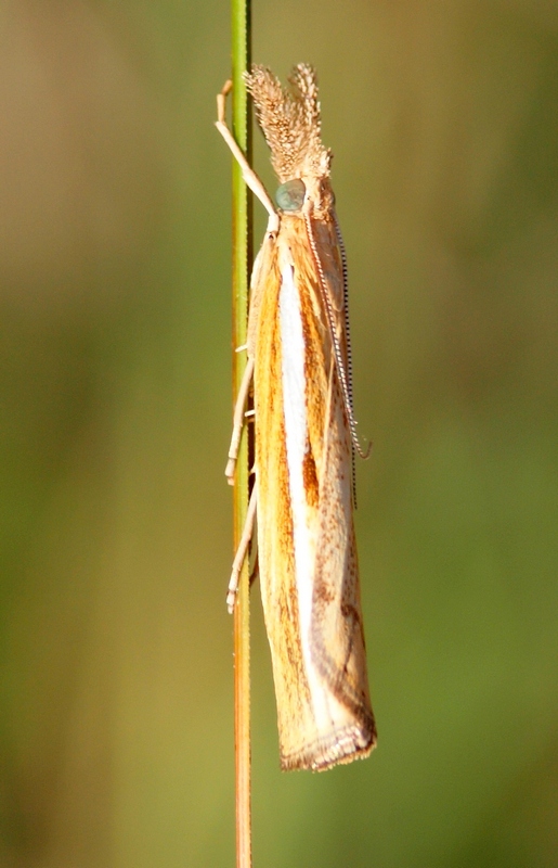 Crambidae